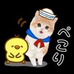 かわいい猫❤️大人かわいい夏❤️猫にゃん