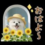 癒しポメラニアンの「夏」の毎日