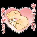 愛する人に感謝を送る❤️いやしばいぬ赤柴