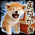 喜怒哀楽の激しい柴犬の野菜ダンス