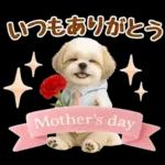 大人可愛いシーズーで梅雨の気づかい敬語