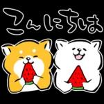 かわいい秋田犬～🐈