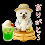 癒しポメラニアンの「夏」の毎日