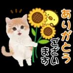 かわいい猫❤️大人かわいい夏❤️猫にゃん