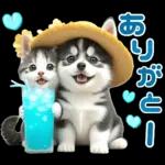 夏 猛暑 酷暑♡シベリアンハスキーとネコ