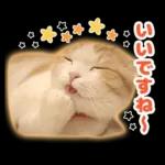 猫の「うなちゃん」