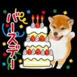かわいい犬たち冬♡冬＆正月 柴犬