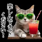 夏☆にゃんこ