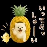 癒しポメラニアンの「夏」の毎日