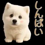 白いモフモフ～その名はサモエド！２