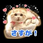 猫の「うなちゃん」