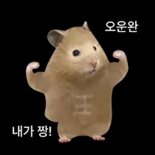 거친 세상을 살아가는 햄스터