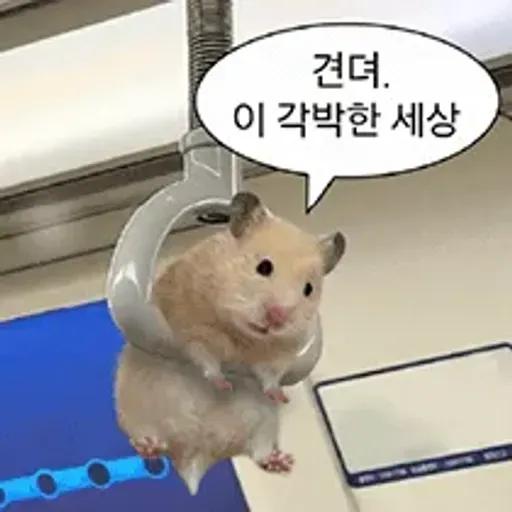 거친 세상을 살아가는 햄스터