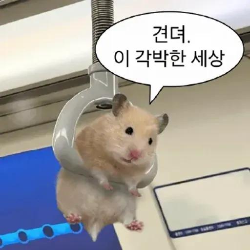 거친 세상을 살아가는 햄스터