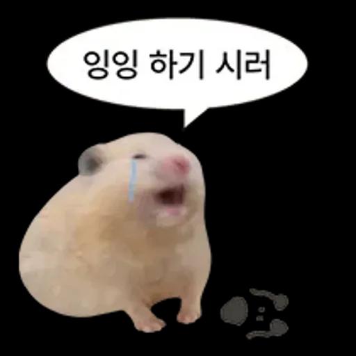 거친 세상을 살아가는 햄스터