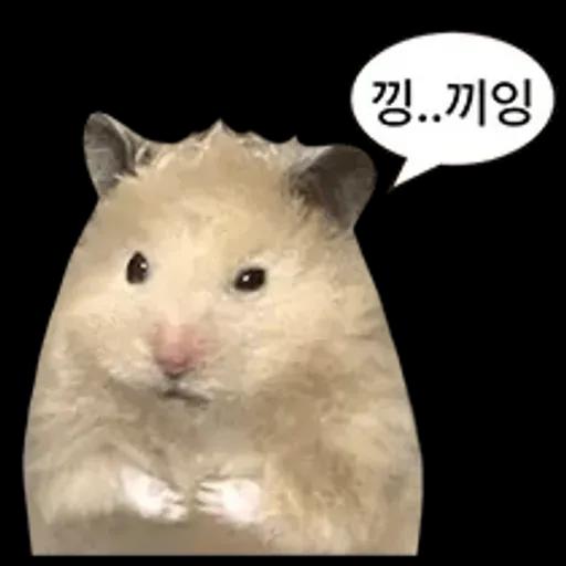 거친 세상을 살아가는 햄스터