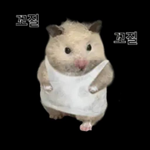 거친 세상을 살아가는 햄스터