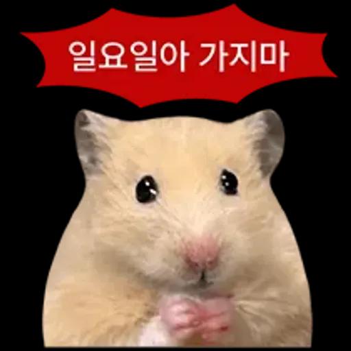 거친 세상을 살아가는 햄스터