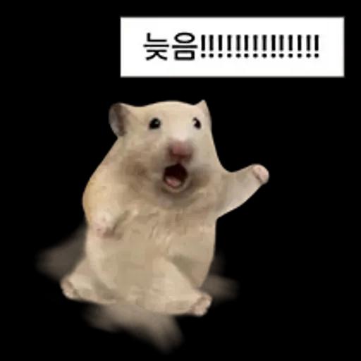 거친 세상을 살아가는 햄스터