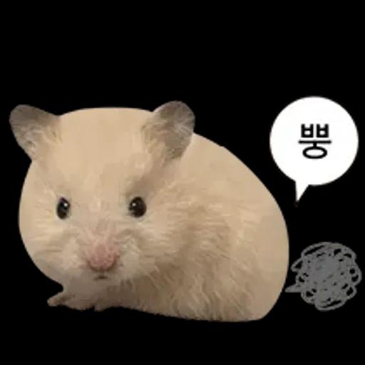 거친 세상을 살아가는 햄스터