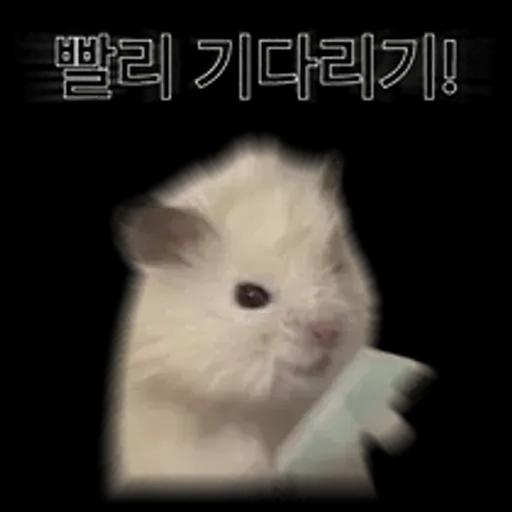 거친 세상을 살아가는 햄스터