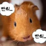 기여븐 기니햄짤.zip