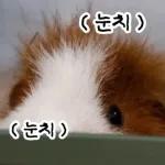 기여븐 기니햄짤.zip