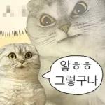 냥이짤방.jpg