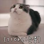 고양이는 안 바빠🐾	 그런데 잘 살잖아