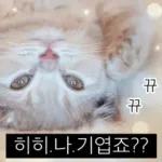 냥이짤방.jpg