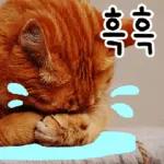 고양이다냥