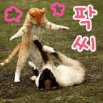 고양이다냥