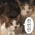 냥이짤방.jpg