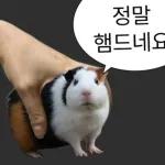 기여븐 기니햄짤.zip