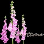 鲜艳꽃束问候表情包2