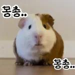 기여븐 기니햄짤.zip