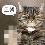 냥이짤방.jpg