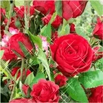 💕스윗 모닝💕	즐거운 주말 보내세요~^^