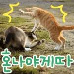 고양이다냥
