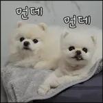 산책 가기 딱 좋은 날씨! 🐕