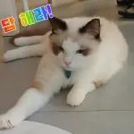 고양이는 안 바빠🐾	 그런데 잘 살잖아