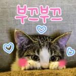 고양이다냥