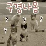 고양이다냥