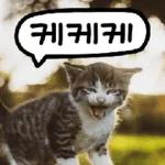 고양이다냥
