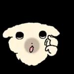 흘긋흘긋 털강아지