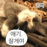 냥이짤방.jpg