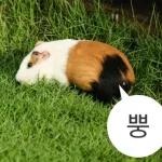 기여븐 기니햄짤.zip