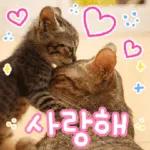 고양이다냥
