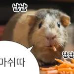 기여븐 기니햄짤.zip