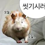 기여븐 기니햄짤.zip